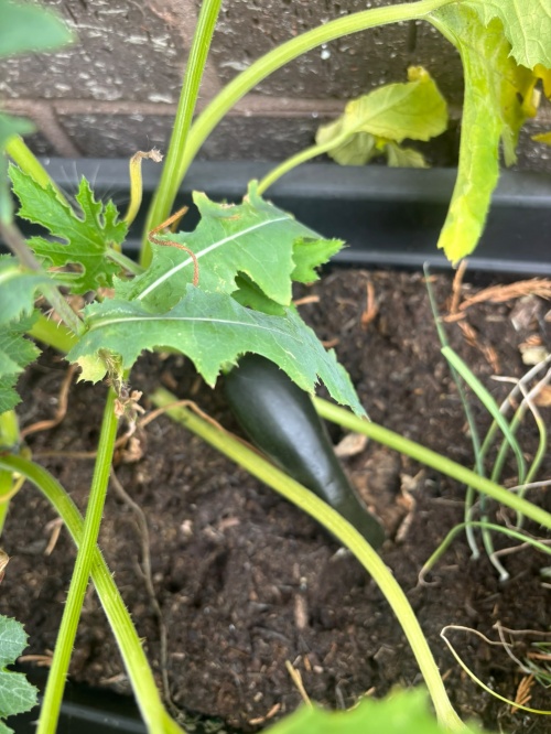 Exciting news from our community garden! 🥒🌱